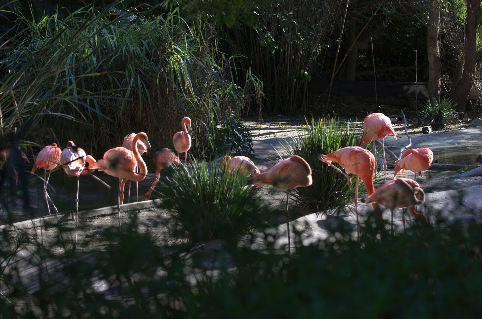 San Diego Zoo Part I 114